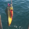 Karolina lyckades få en Mahi-Mahi, så middagen var räddad!