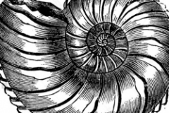cropped-ammonite_icon-1-nggid011-ngg0dyn-0x250-00f0w011c010r110f110r010t010