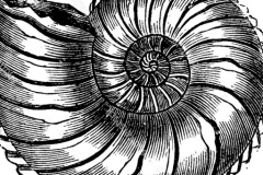 cropped-Ammonite_Icon