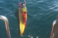 Karolina lyckades få en Mahi-Mahi, så middagen var räddad!