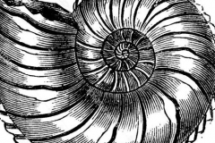 Ammonite-sign