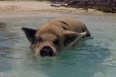 DCIM101GOPROGOPR7878.