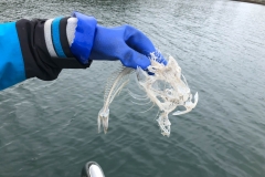 När vi tog upp krabb buren så fanns bara skelettet av fisken kvar! Någon hade i alla fall fått mat!